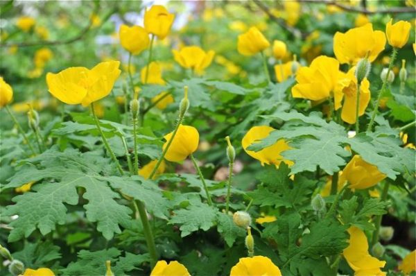 Wood Golden Poppy