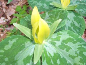 Yellow Trillium