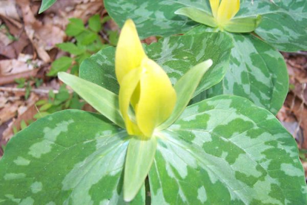 Yellow Trillium