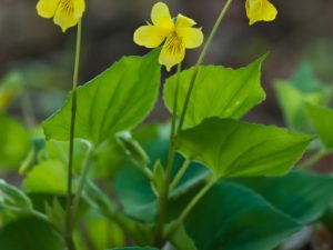Yellow Violet