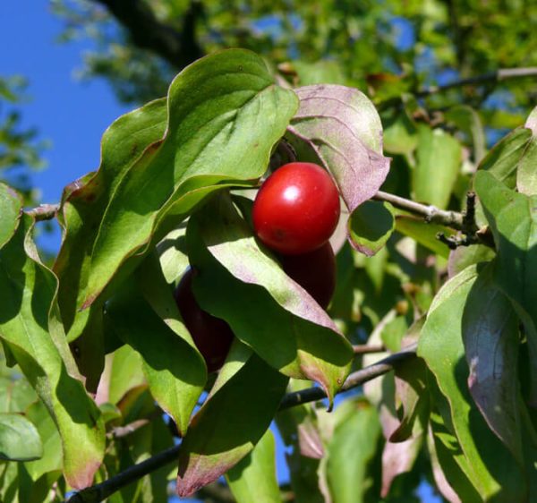 Corneliancherry Dogowood