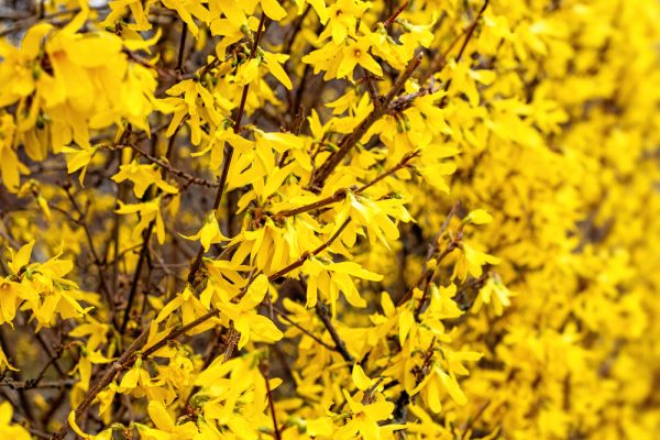 Lynwood Gold Forsythia