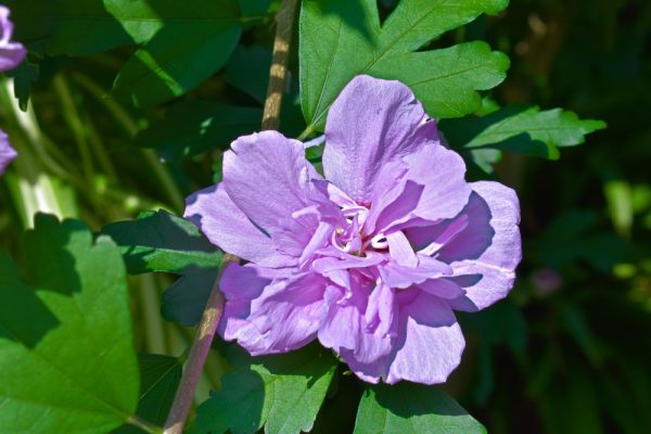 Ardens Althea