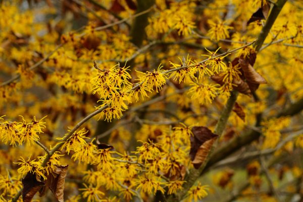 Common Witchhazel