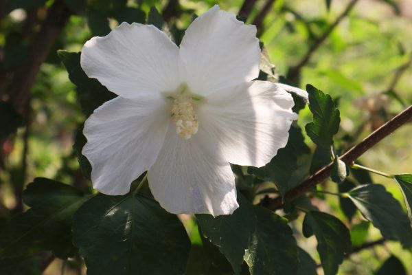 Diana Althea