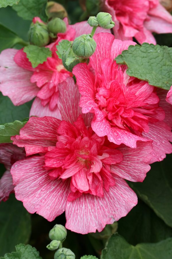 Lucy Red Althea
