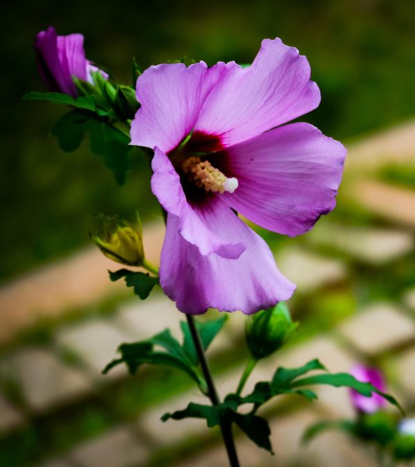 Minerva Althea