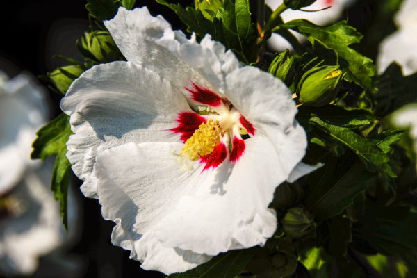 Red Heart Althea