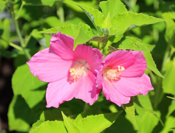 Swamp Rose Mallow