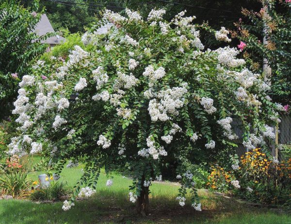 White Crapemyrtle