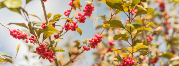 Possumhaw Holly