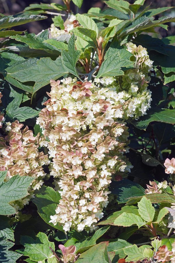 Snowflake Oakleaf Hydrangea