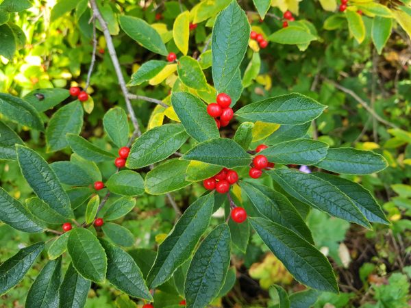 Winterberry Holly