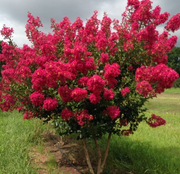 Red Crapemyrtle