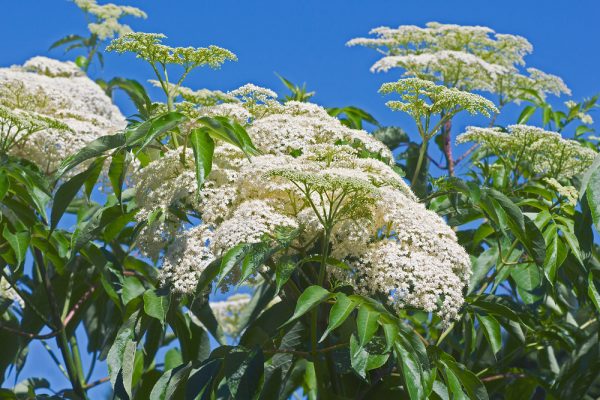 American Elderberry