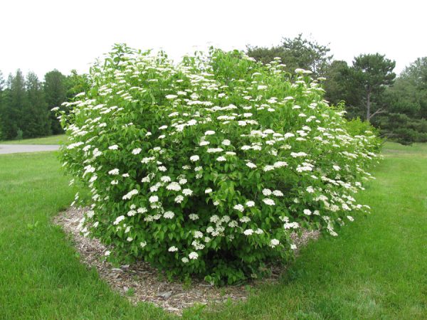 Arrowwood Viburnum