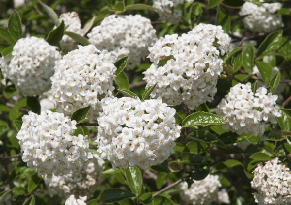 Burkwood Viburnum