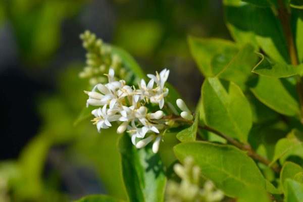 California Privet