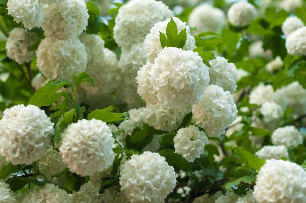 Chinese Snowball Viburnum