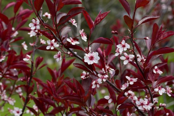 Cistena Plum