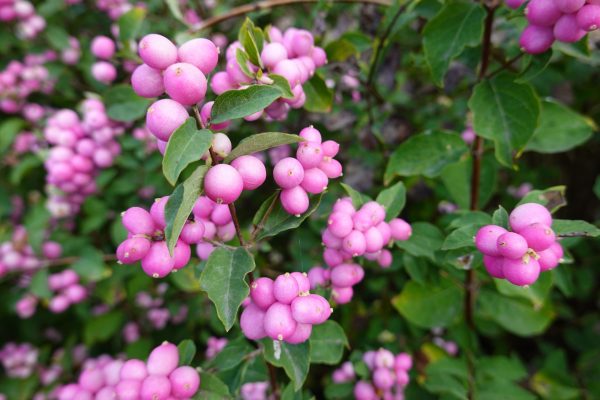 Coralberry