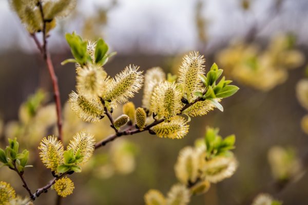French Pussy Willow