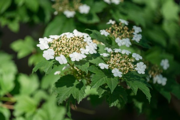 Highbush Cranberry