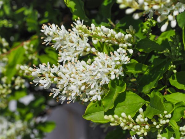 Ibolium Privet