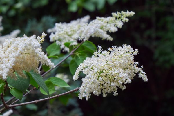 Ivory Silk Lilac