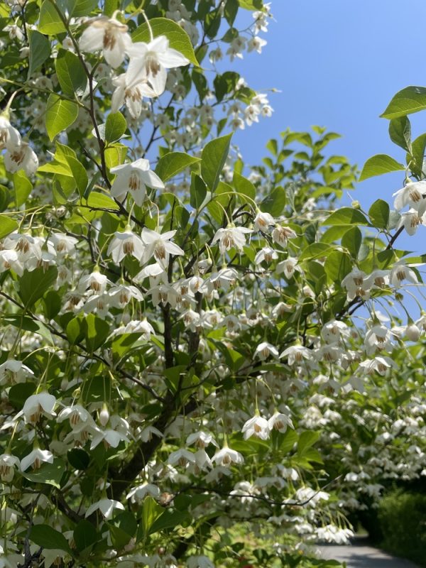 Japanese Snowbell