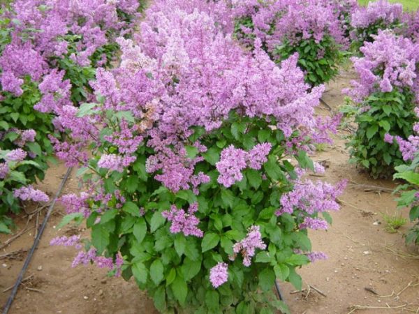 Late Lilac