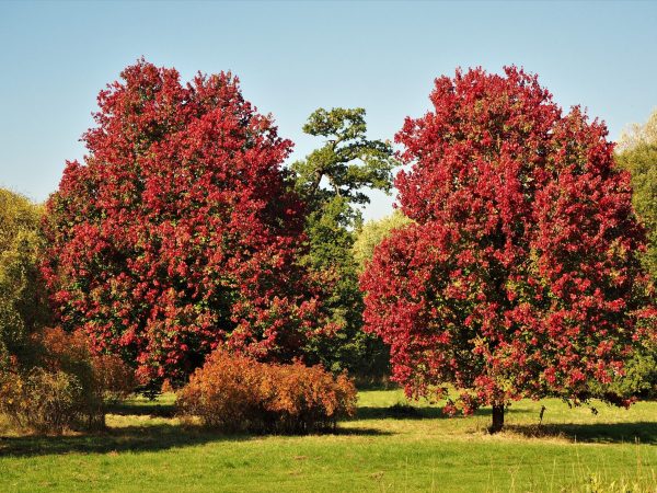 October Glory Maple
