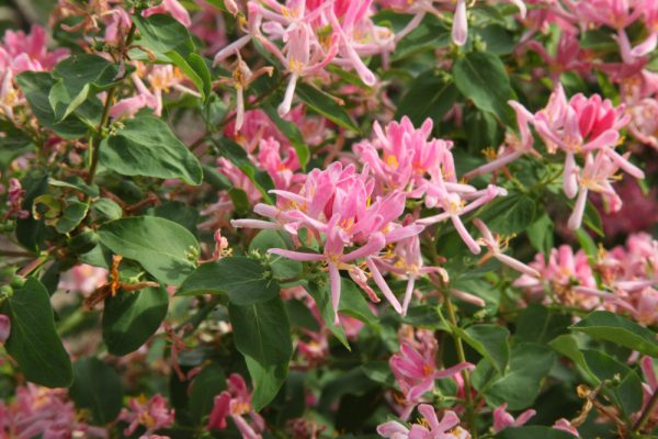 Pink Tartarian Honeysuckle