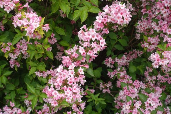Pink Weigela