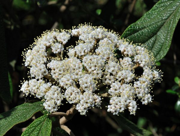 Prague Viburnum