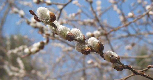 Pussy Willow