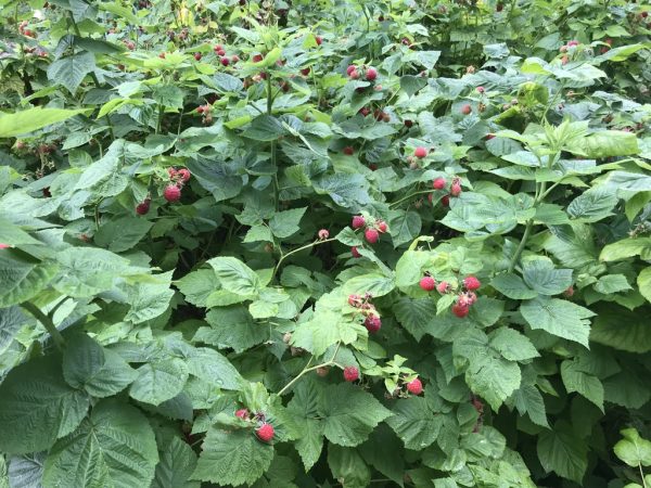 Red Raspberry