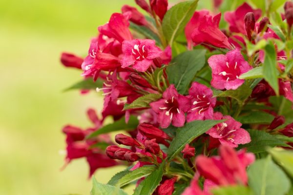 Red Weigela