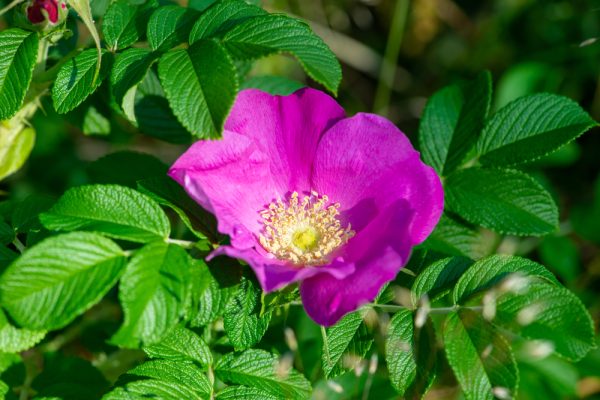 Rugosa Rose