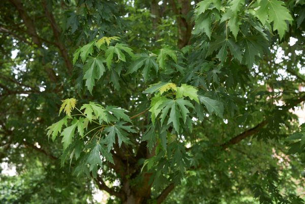 Silver Maple