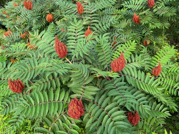 Smooth White Sumac