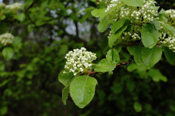 Southern Blackhaw