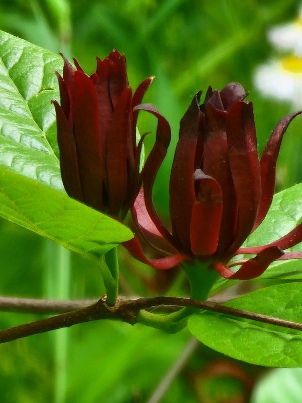 Spice Bush