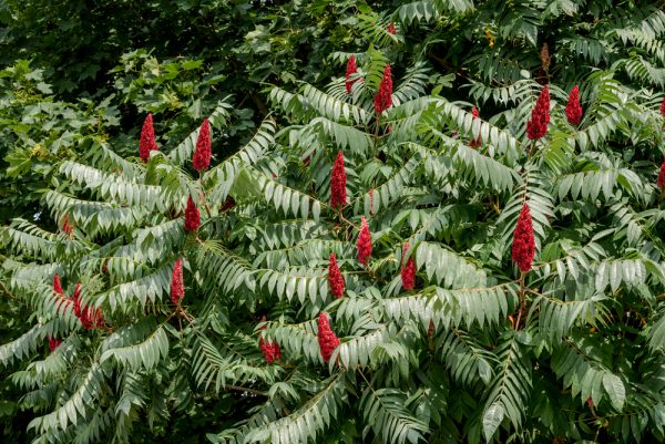 Staghorn Fuzzy Sumac