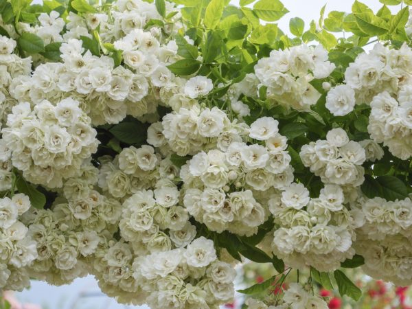 Vanhoutte Spirea