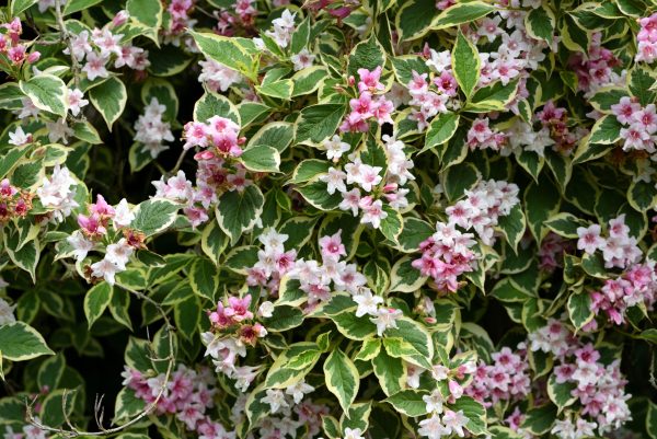 Variegated Weigela