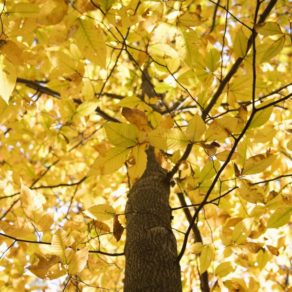 American Beech