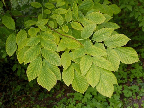 American Yellowwood