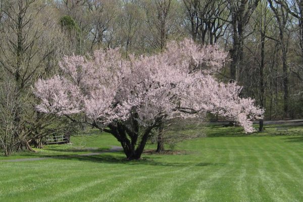 Autumnalis Cherry