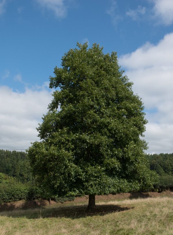 Black Alder
